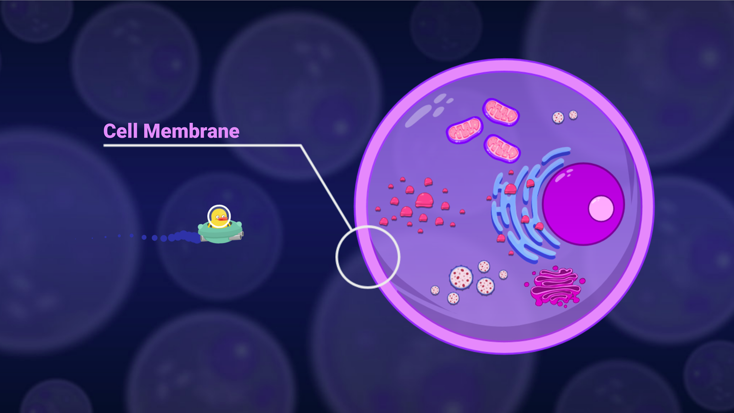 DocDuck Parts of the Cell Game Cell Membrane Screenshot.