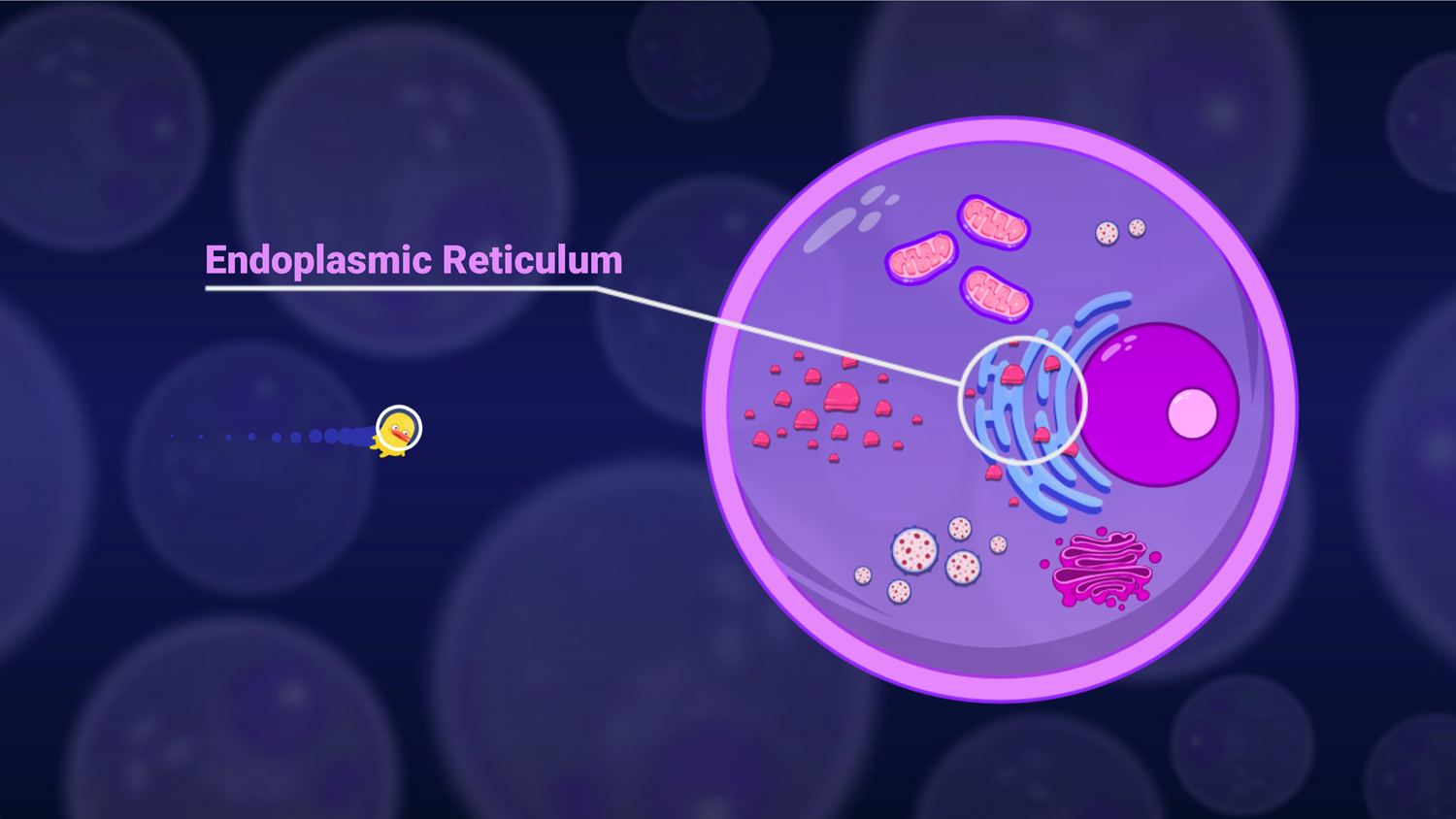 DocDuck Parts of the Cell Game Endoplasmic Reticulum Screenshot.