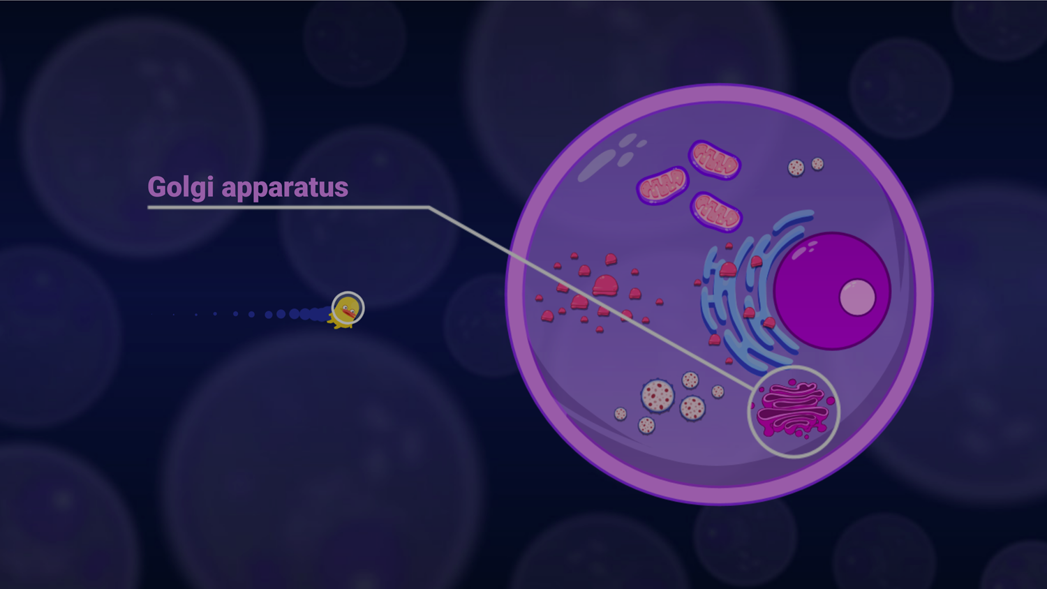 DocDuck Parts of the Cell Game Golgi Apparatus Screenshot.