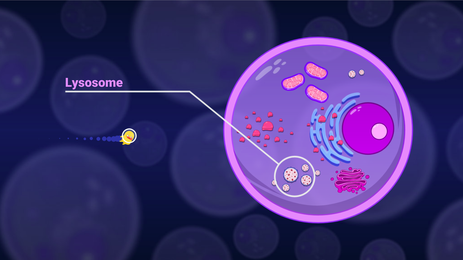 DocDuck Parts of the Cell Game Lysosome Screenshot.