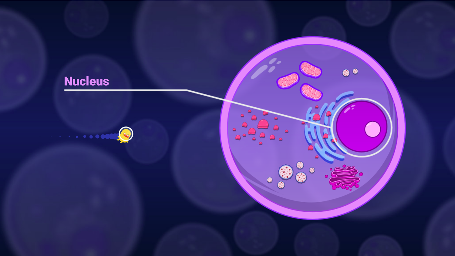 DocDuck Parts of the Cell Game Nucleus in Cell Screenshot.