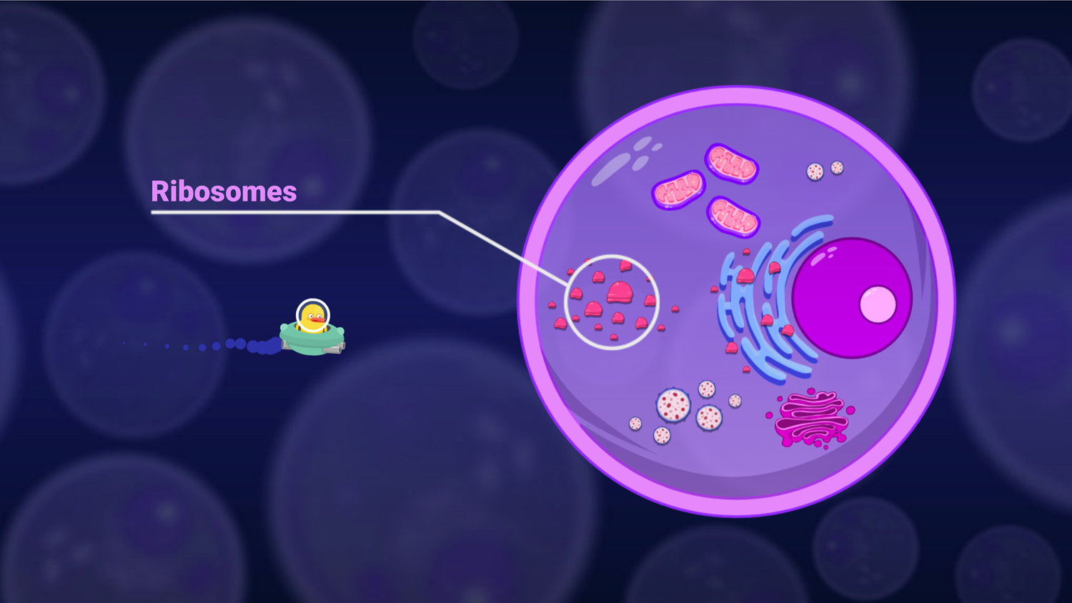 DocDuck Parts of the Cell Game Ribosomes Screenshot.